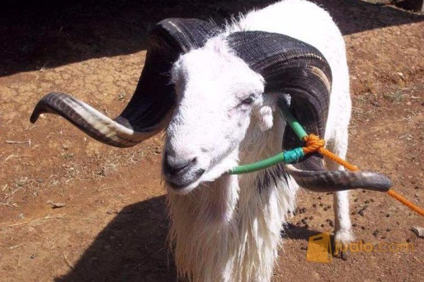 Berbec Domba-Garut - Rase de oi si capre poze deosebite 14