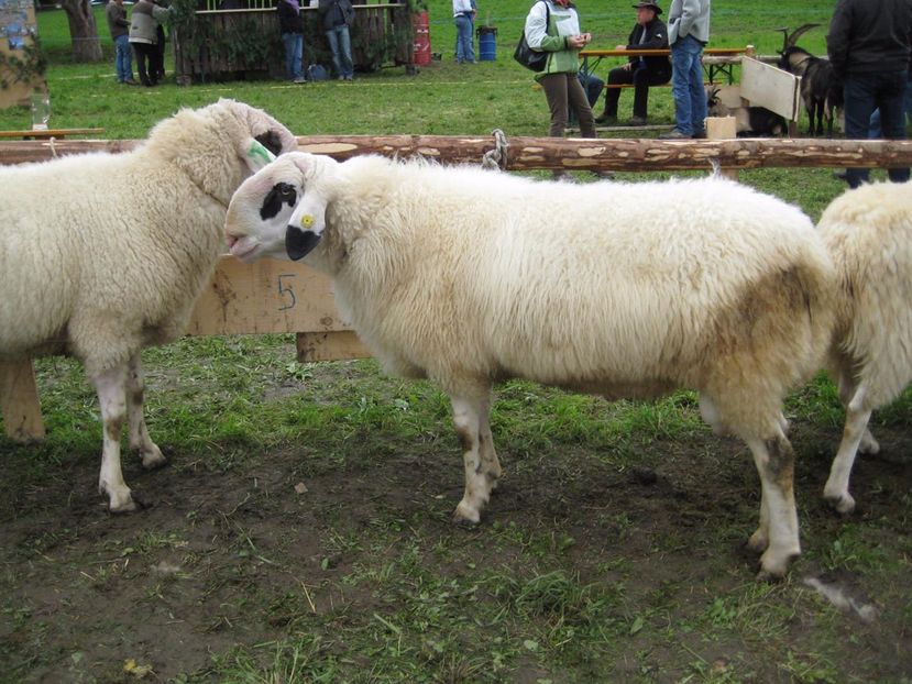 Berbeci Villnosser Brillenschaf frumosi - Rase de oi si capre poze deosebite 14