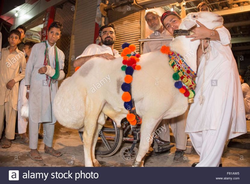 Berbecul din Pakistan-7u - Rase de oi si capre poze deosebite 14