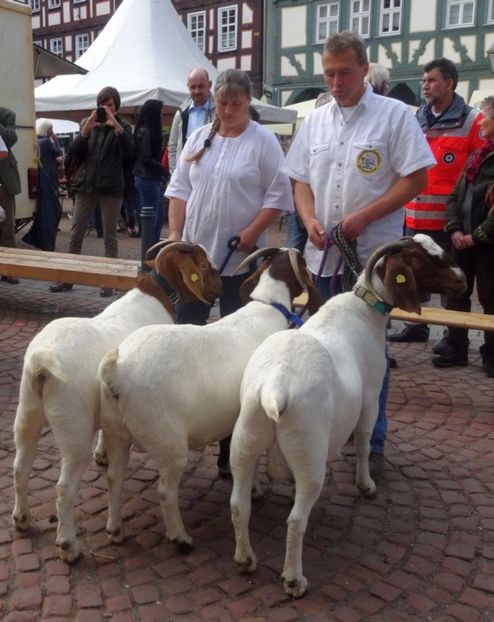 Boeri ca lumea frate - Rase de oi si capre poze deosebite 14