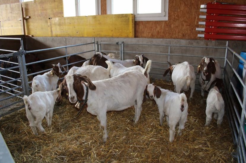 Boerii frumosi de carne-ny76 - Rase de oi si capre poze deosebite 14