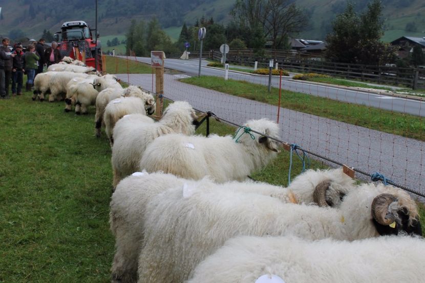 Bot-Negru  la rand,,, - Rase de oi si capre poze deosebite 14