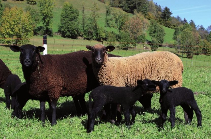 Braunes Schafe cu miei - Rase de oi si capre poze deosebite 14
