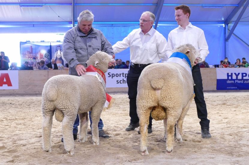 Ca lumea tata,,,, - Rase de oi si capre poze deosebite 14