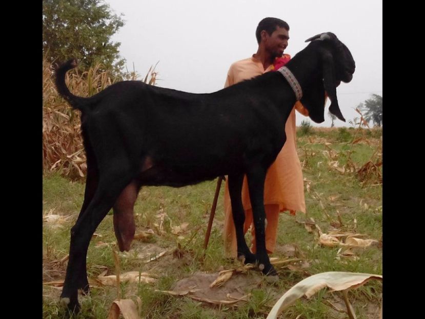 Capra Beetal-y88 - Rase de oi si capre poze deosebite 14