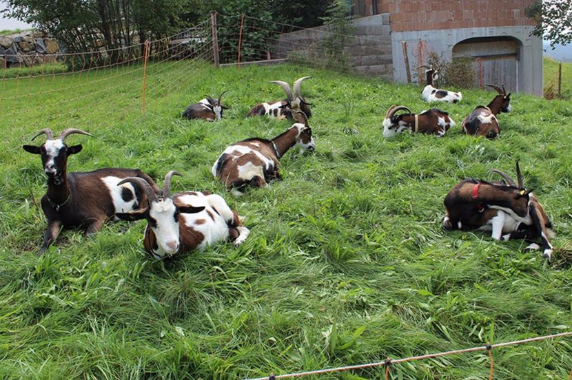 Capre din rasa Tauernschecken la odihna - Rase de oi si capre poze deosebite 14