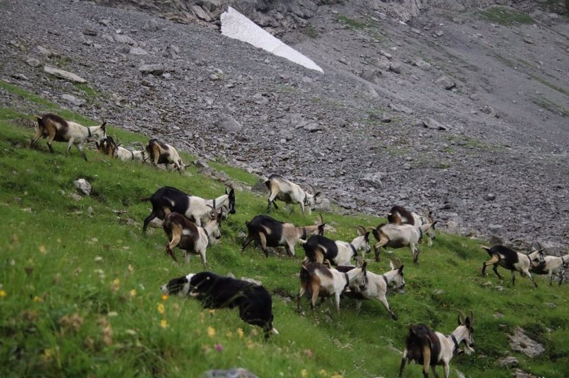 Capre la pascut pe munte-5hg - Rase de oi si capre poze deosebite 14