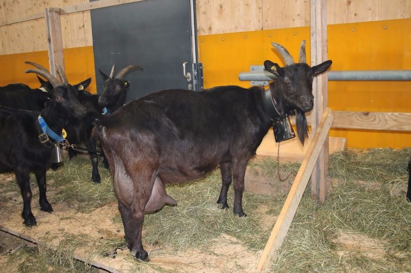 Capre Nera-Verzasca cu lapte-54 - Rase de oi si capre poze deosebite 14