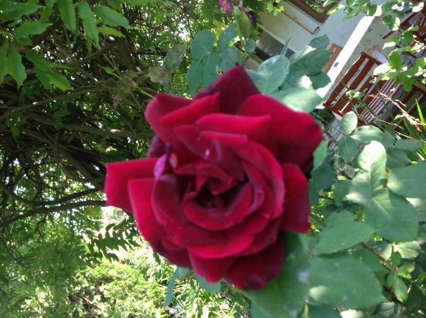  - Trandafiri din anii trecuti