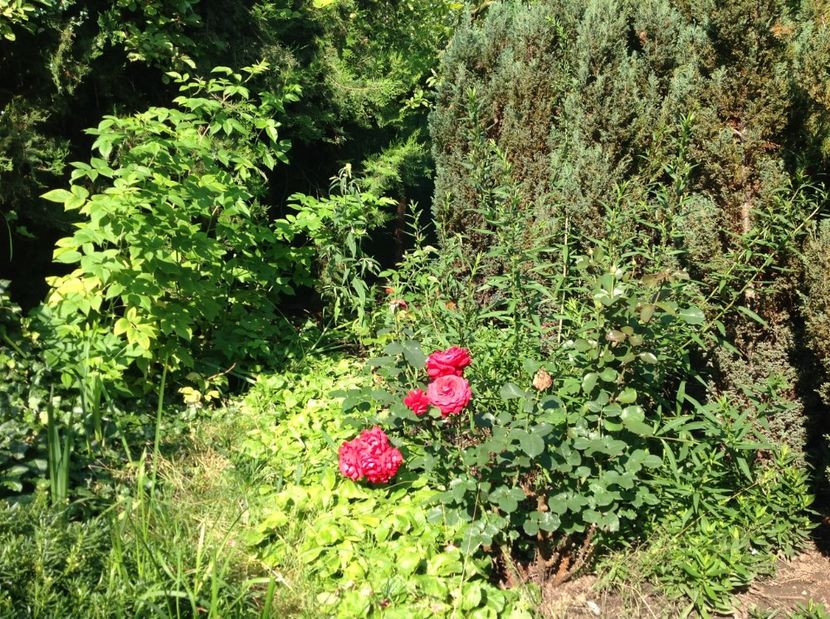  - Trandafiri din anii trecuti