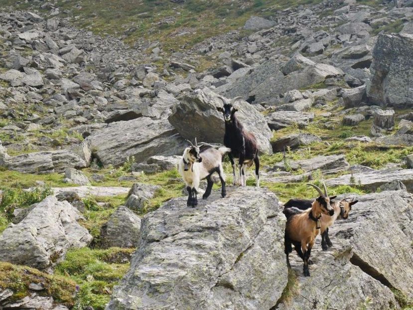 Capre Passiria pe stanci la pascut - Rase de oi si capre poze deosebite 14