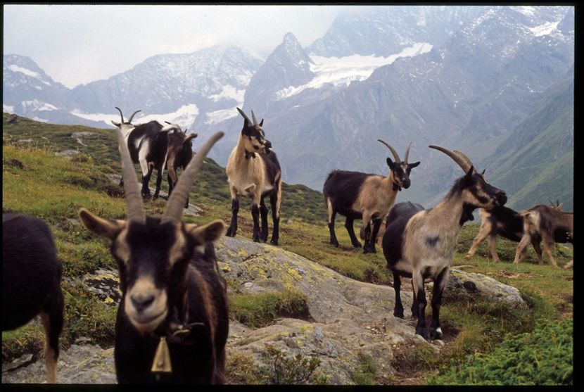 Capre rasa Passiria in munte-56hg - Rase de oi si capre poze deosebite 14