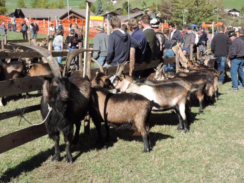 Capre si Tapi Passiria -6hh - Rase de oi si capre poze deosebite 14