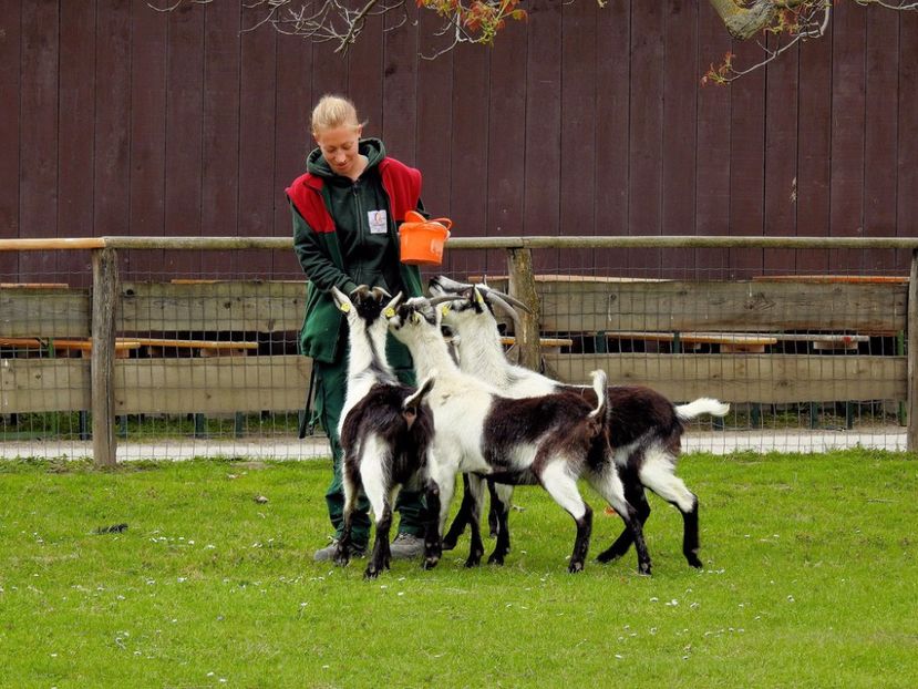 Capritele Paun la graunte - Rase de oi si capre poze deosebite 14