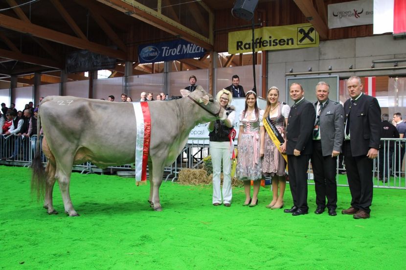 Castigatoarea vacuta Braunvieh-tr5 - Rase de oi si capre poze deosebite 14