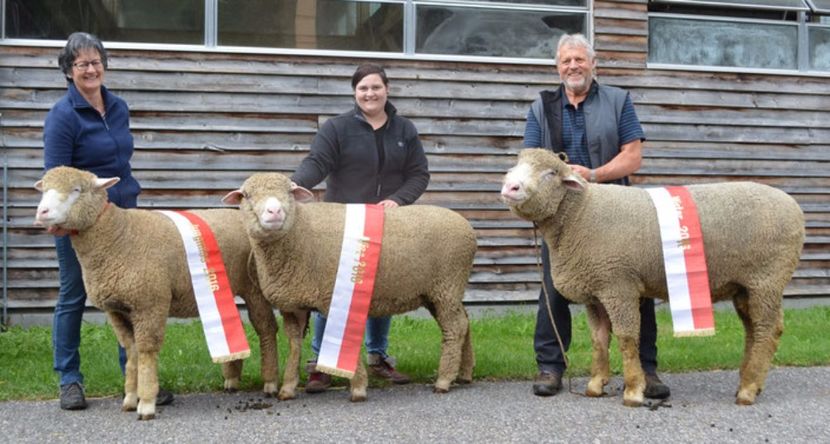 Castigatori frumosi - Rase de oi si capre poze deosebite 14