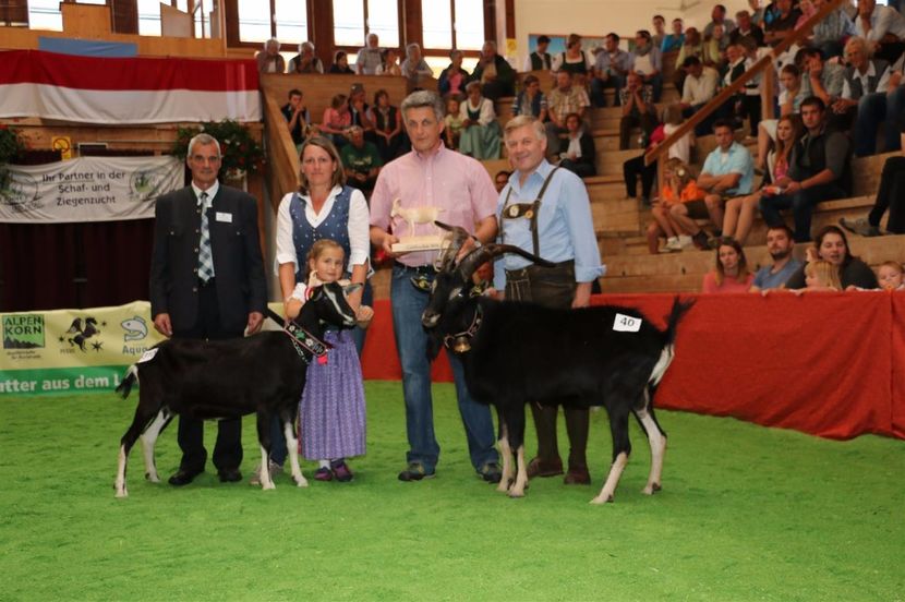 Castigatori frumosi-ku88 - Rase de oi si capre poze deosebite 14