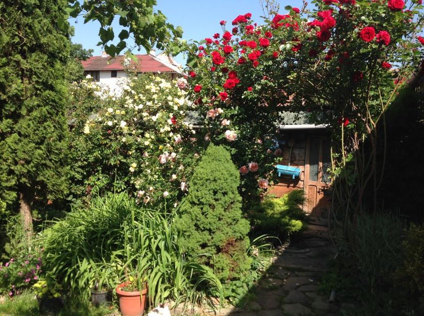  - Trandafiri din anii trecuti