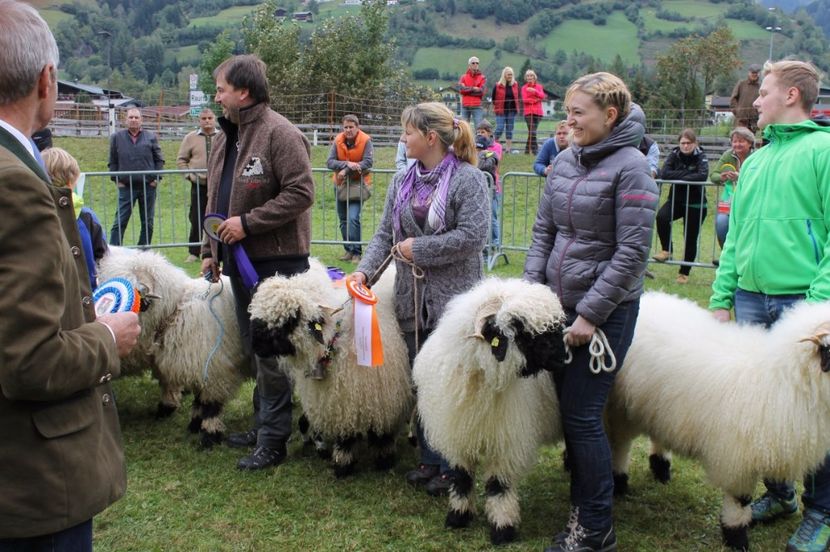 Castigatorii-pu8 - Rase de oi si capre poze deosebite 14