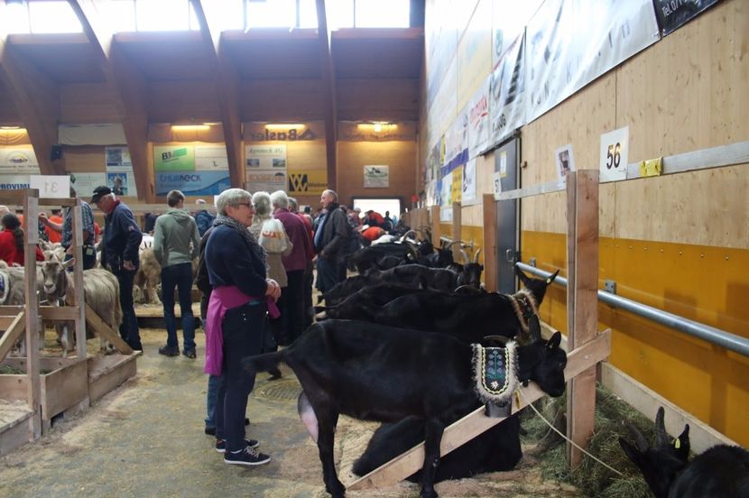 Ce curele au la gat , noi nici apreciere pt  capre nu avem , dapoi pt curele frumos mestesugite,, - Rase de oi si capre poze deosebite 14