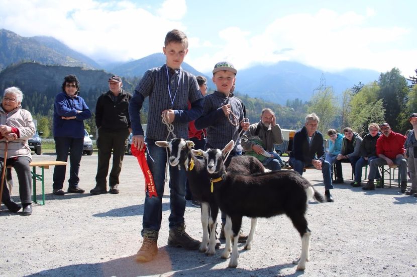 copii cu Alpinele britanice-55 - Rase de oi si capre poze deosebite 14