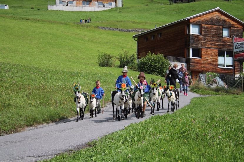 copii cu caprele la drum - Rase de oi si capre poze deosebite 14