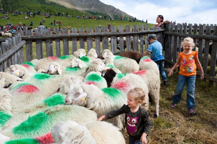 Copii cu oitele bucurosi - Rase de oi si capre poze deosebite 14