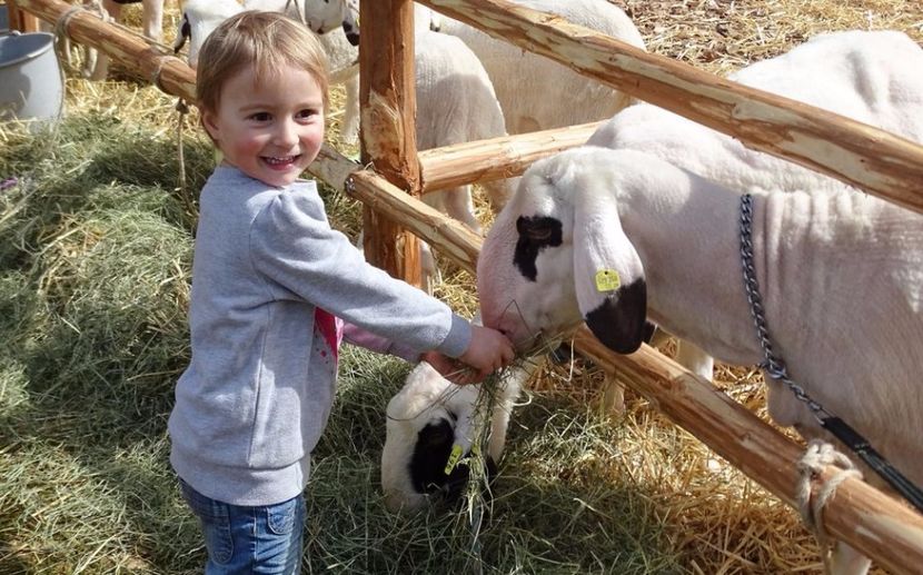 Copilul bucuros cu oile - Rase de oi si capre poze deosebite 14
