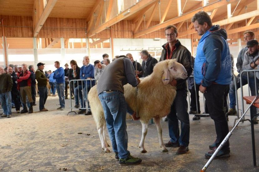 Evaluarea berbecilor Bergschaf - Rase de oi si capre poze deosebite 14