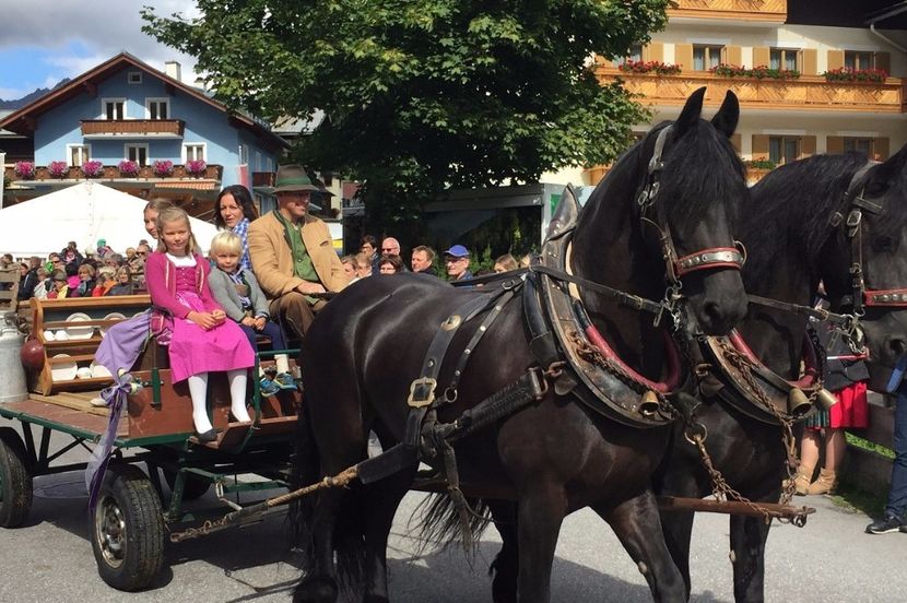 frumosi caii dar si hamurile de pe ei - Rase de oi si capre poze deosebite 14