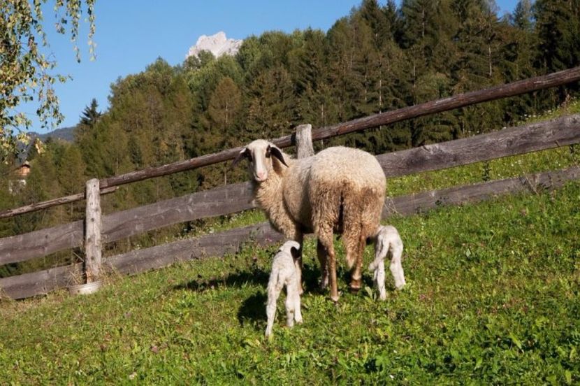 Oaie Villnosser cu miei - Rase de oi si capre poze deosebite 14