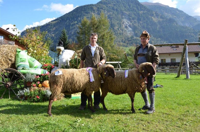 Oi Braunes Bergschaf castigatoare-655 - Rase de oi si capre poze deosebite 14