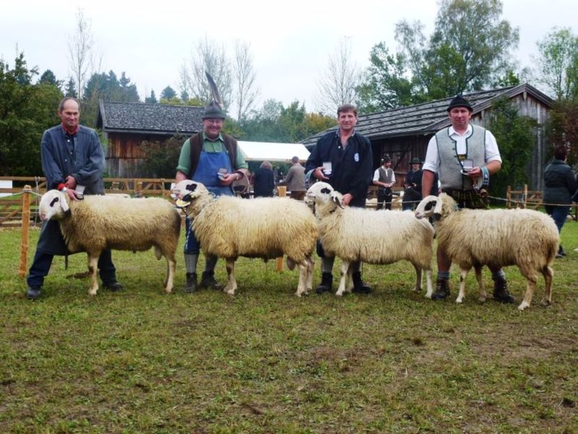 Oi Brillenschaf la un targ-6y - Rase de oi si capre poze deosebite 14