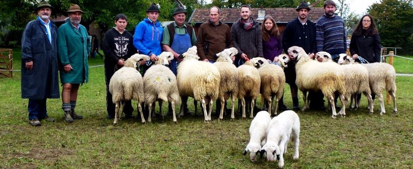 Oile Brillenschaf cu miei la un targ-n6 - Rase de oi si capre poze deosebite 14