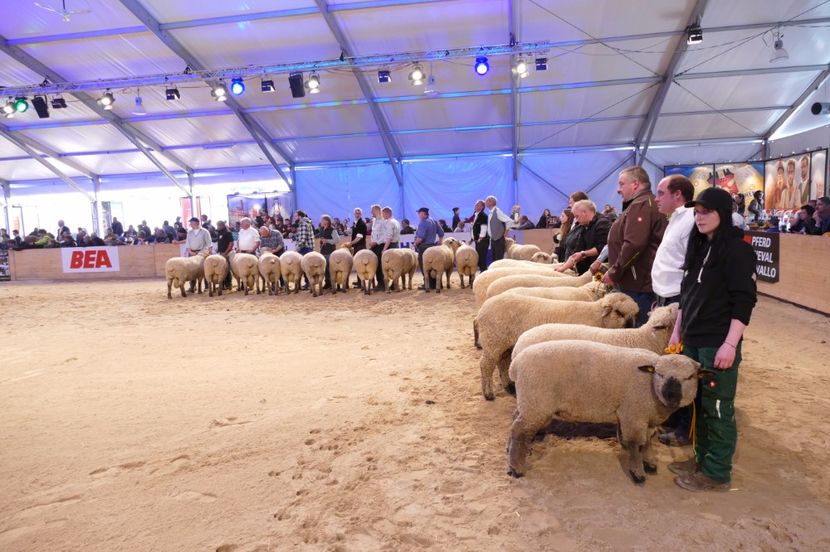 Oile de carne la arbitraj - Rase de oi si capre poze deosebite 14