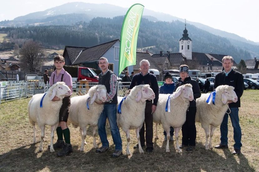 Oile lor austriece - Rase de oi si capre poze deosebite 14