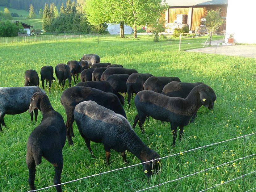 Oitele cele negre mioare - Rase de oi si capre poze deosebite 14