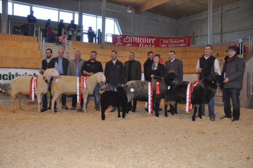 Oitele cu premii ca lumea,,, - Rase de oi si capre poze deosebite 14