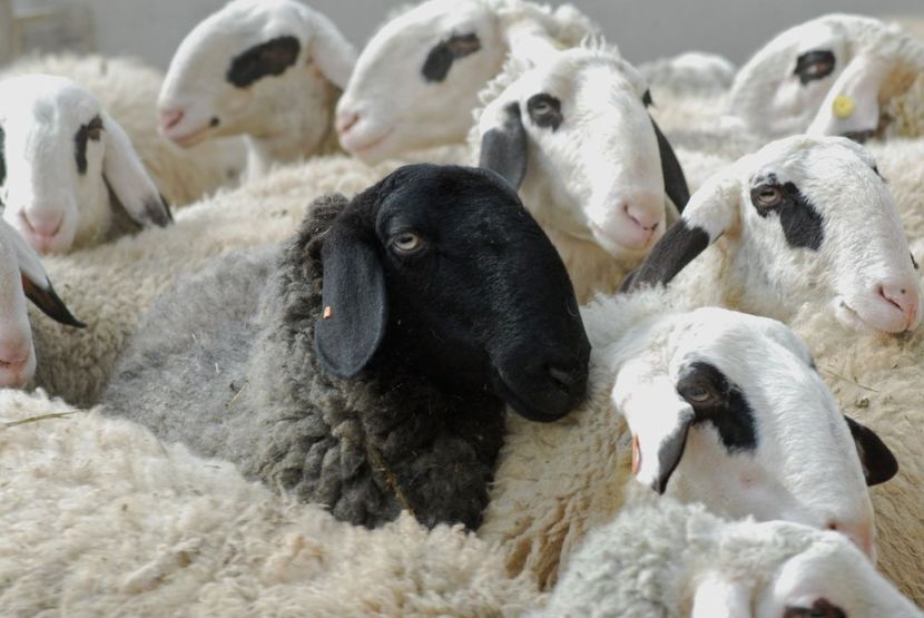 Oitele Villnosser Brillenschaf frumoase - Rase de oi si capre poze deosebite 14