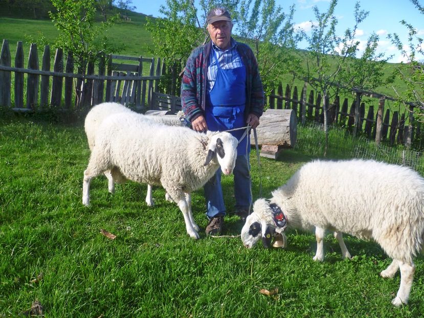 Oitele Villnosser cu stapanul lor - Rase de oi si capre poze deosebite 14