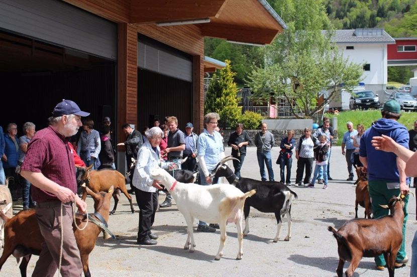 Parada caprelor de lapte-5bfd - Rase de oi si capre poze deosebite 14