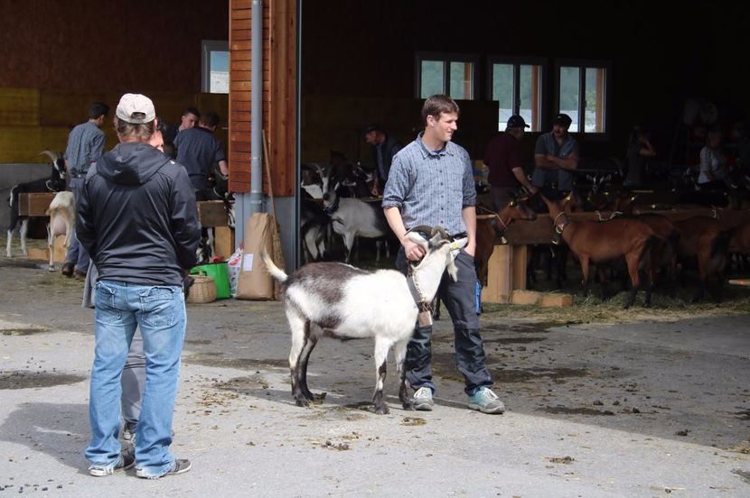 Pasiunea lor,,,, - Rase de oi si capre poze deosebite 14