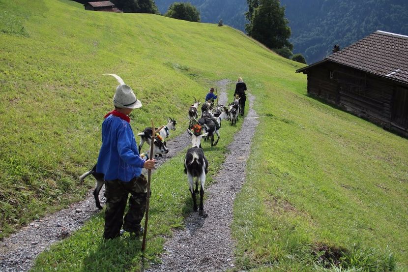 pe carari de munte cu caprele - Rase de oi si capre poze deosebite 14