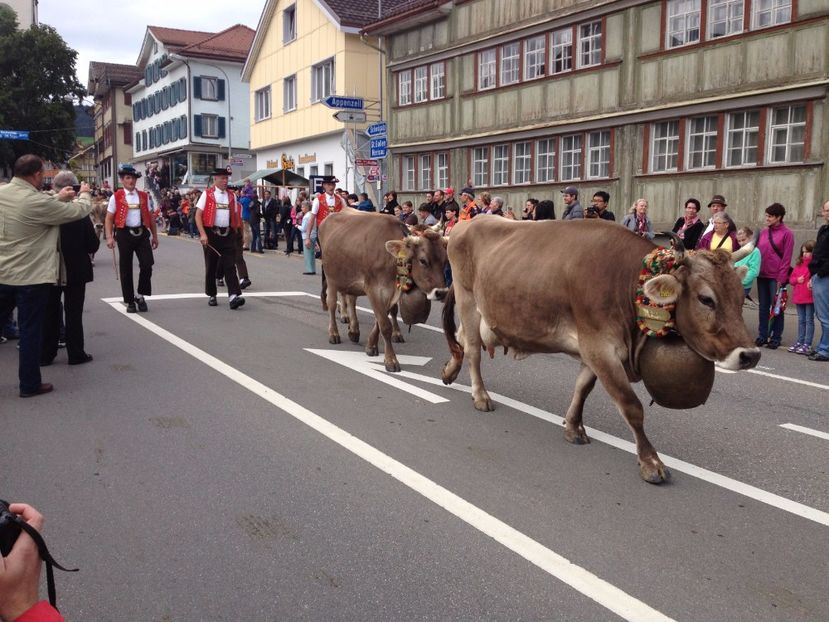 Pe drum cu vacutele da,,,,, - Rase de oi si capre poze deosebite 14