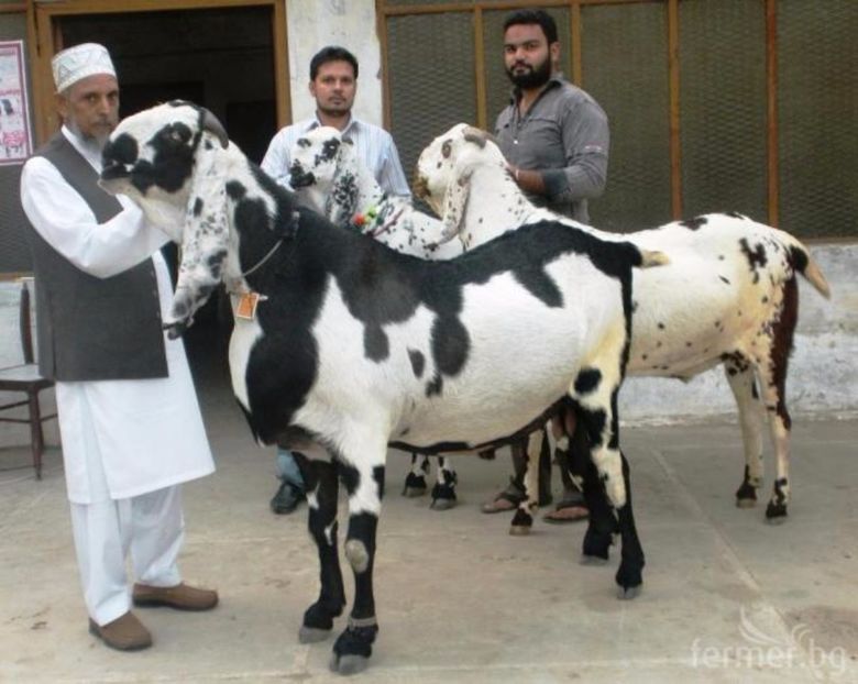 Rasa Beetal de carne-6hh - Rase de oi si capre poze deosebite 14