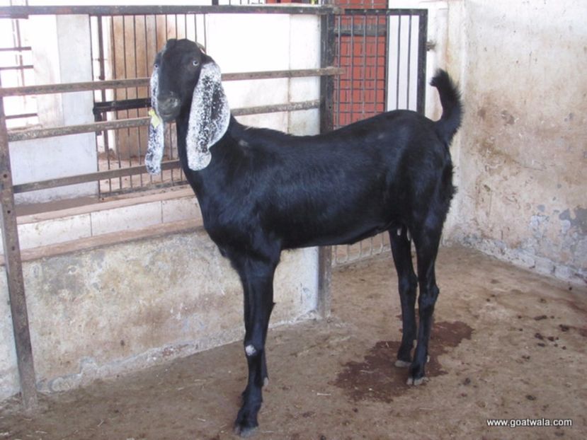 Rasa Beetal negru - Rase de oi si capre poze deosebite 14