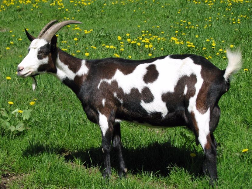 Rasa de capre Tauernschecken frumoase-788 - Rase de oi si capre poze deosebite 14