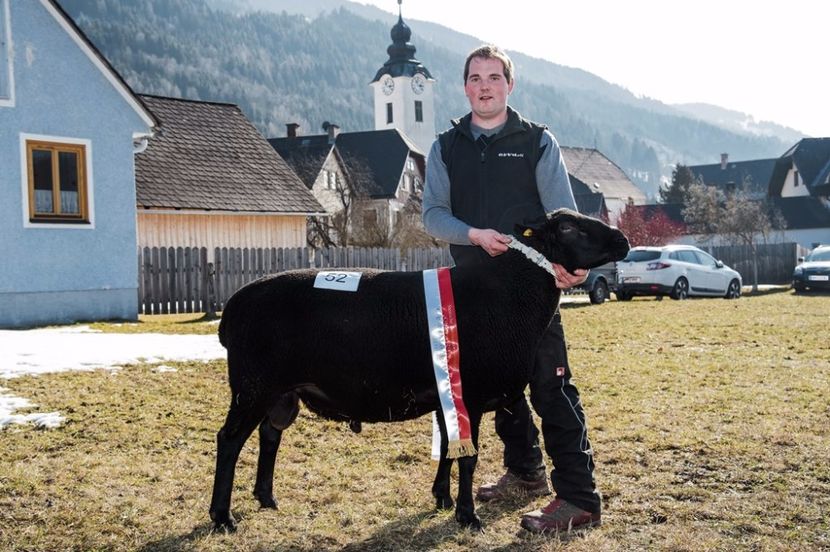 Rasa Juraschaf frumos-n65 - Rase de oi si capre poze deosebite 14