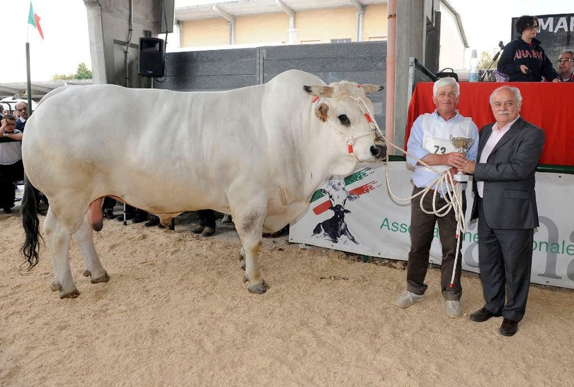 Rasa Marchigiana - Rase de oi si capre poze deosebite 14