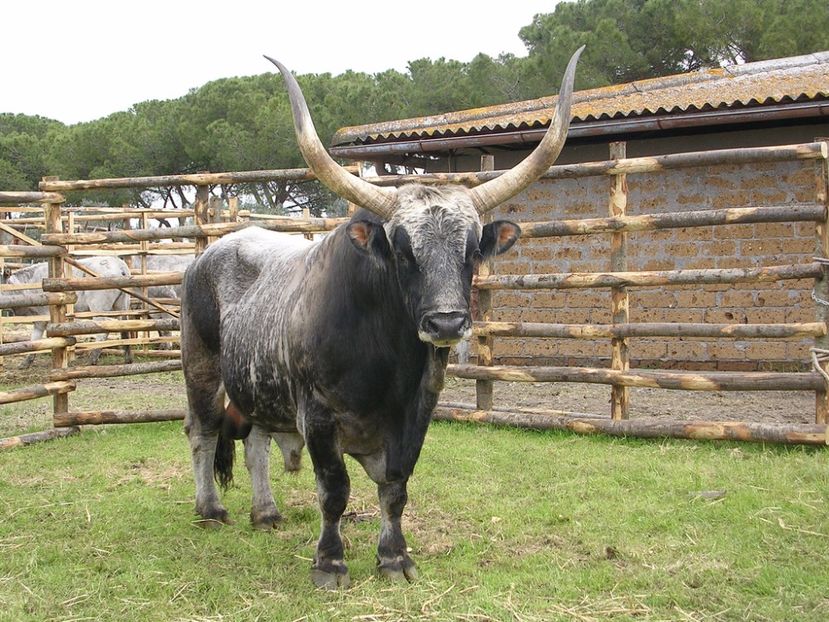 Rasa Maremmana deosebit - Rase de oi si capre poze deosebite 14